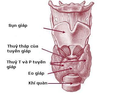 Tổng quan về Tuyến Giáp