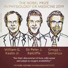 Nghiên cứu khám phá tế bào giành giải Nobel Y sinh 2019